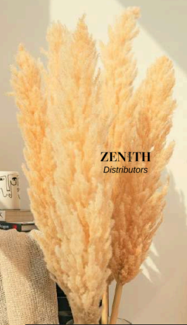 Natural Pampas Grass Stems