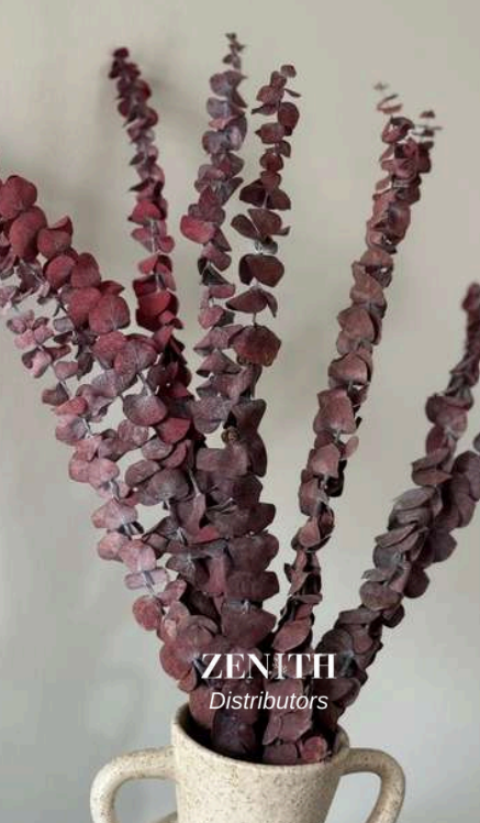 Preserved Burgundy Eucalyptus Stems