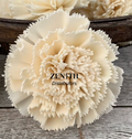 Carnation