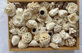 Solawood Flowers Mixed Packet