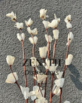 Sola Lily