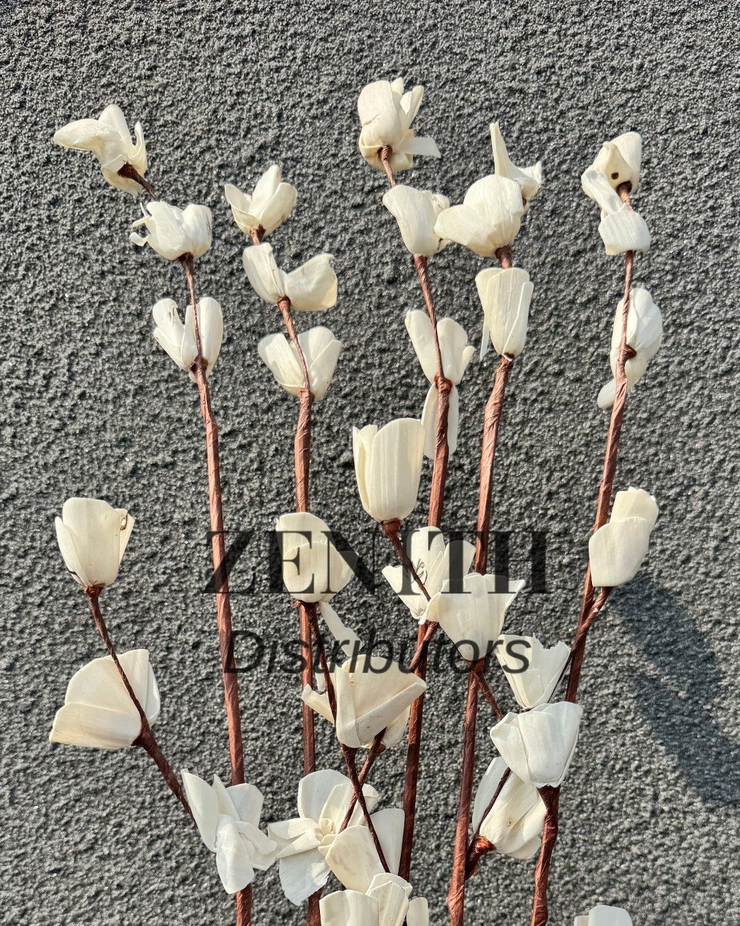 Sola Lily