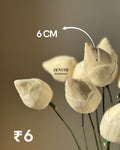 Lotus Buds
