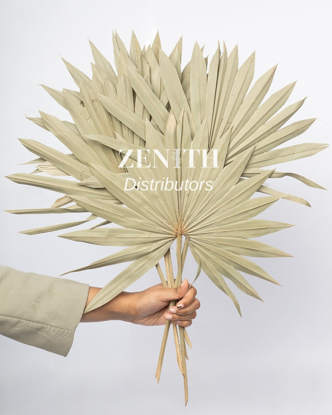 Sun Spear Palm Leaves