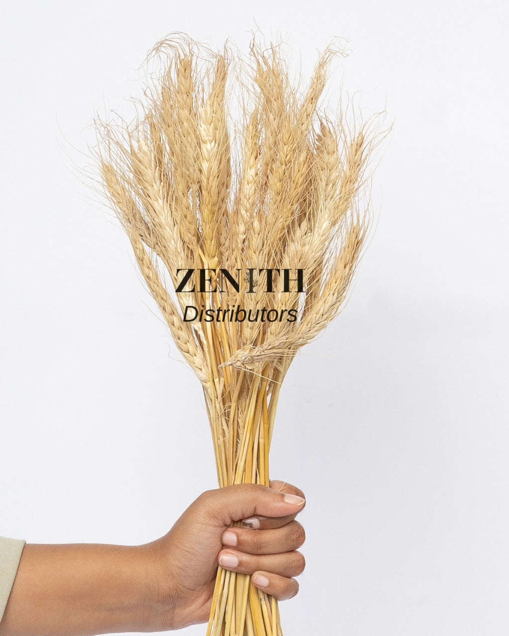 Wheat Grass | Set of 50 Sticks