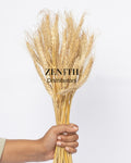 Wheat Grass | Set of 50 Sticks