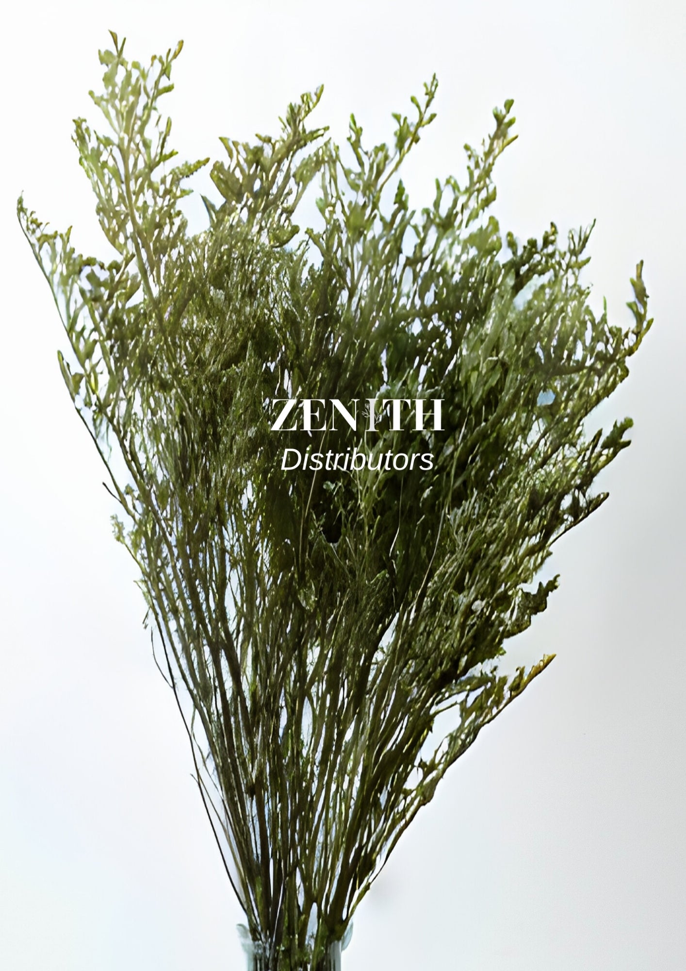 Limonium