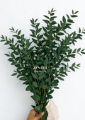 Parvifolia Eucalyptus