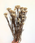 Rice Flower