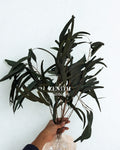 Seeded Willow Eucalyptus